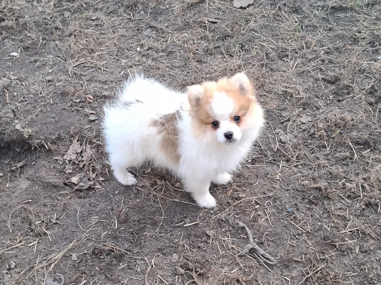 Billede 3 - Pommeranian m stambog må flytte nu