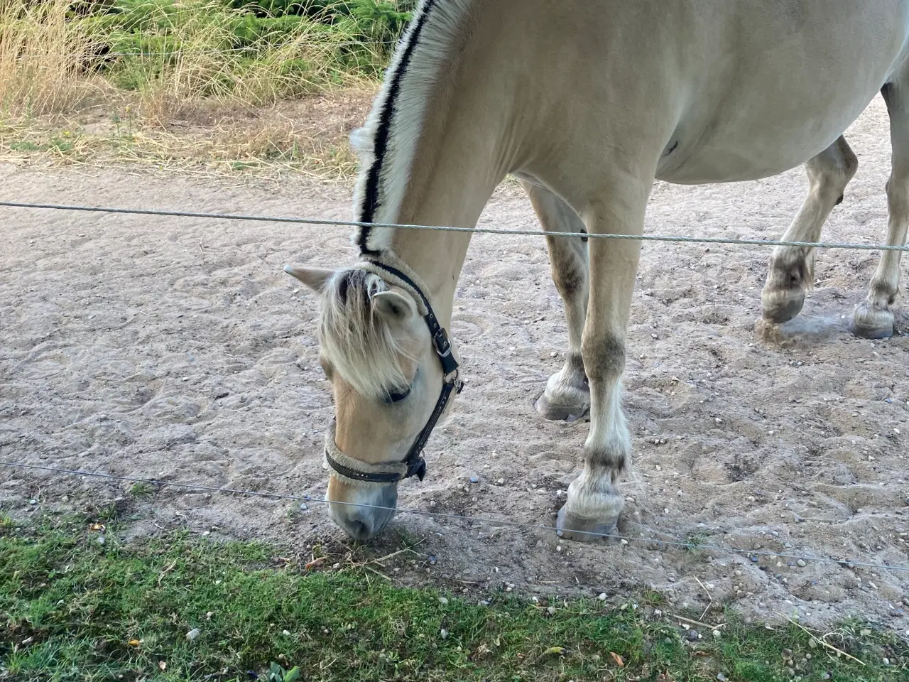 Billede 1 - Fjordhest sælges eller udlånes som selskabshest