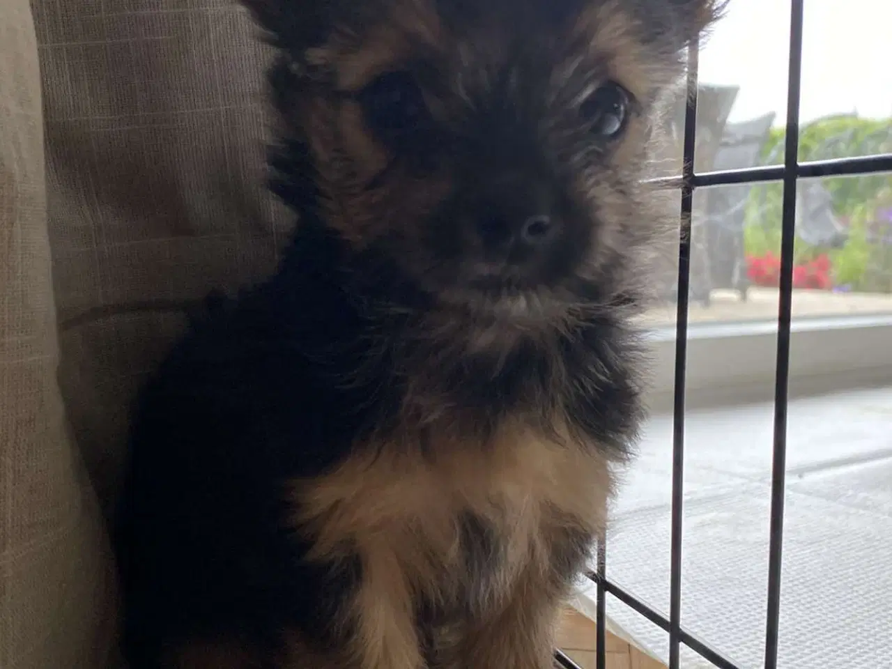 Billede 17 - Yorkshire terrier/Chihuahua