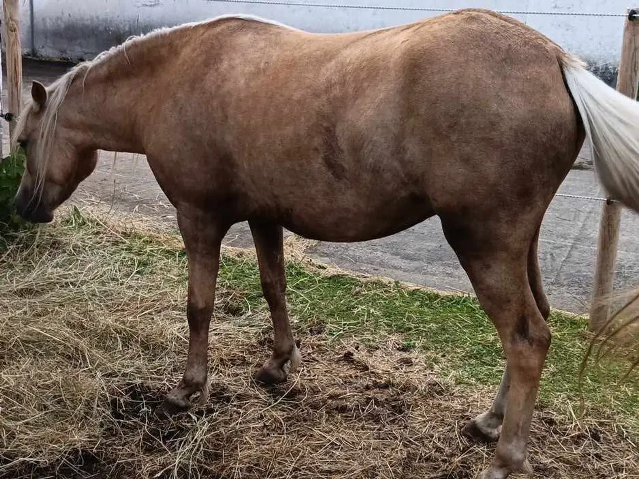 Billede 2 - Smuk palomino hoppe bytte med anden