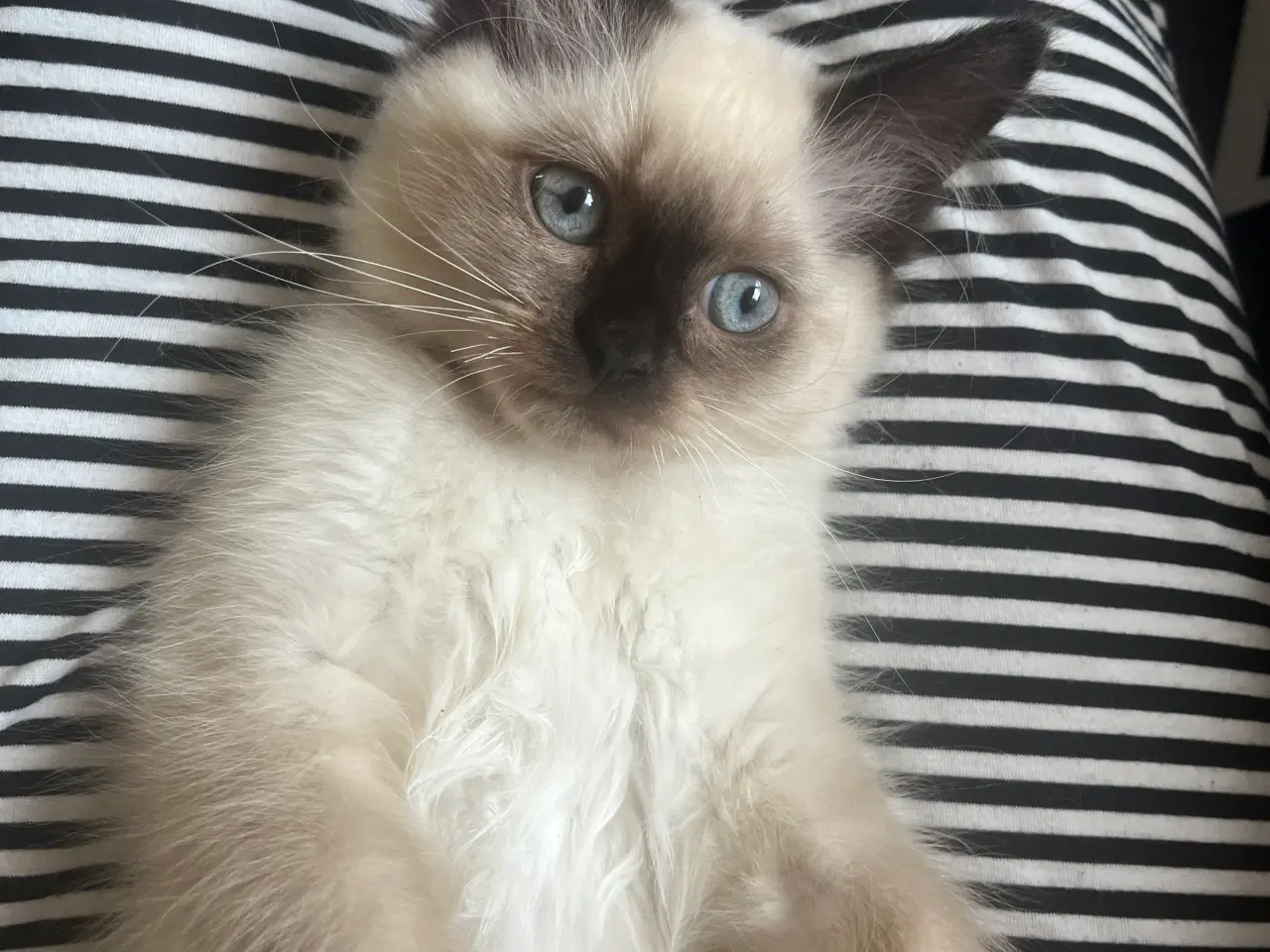 Billede 2 - Ragdoll killinger salgsklare d.16/8