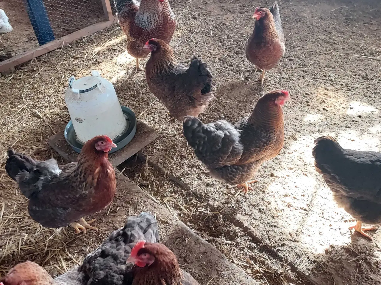 Billede 2 - Bielenfelder 