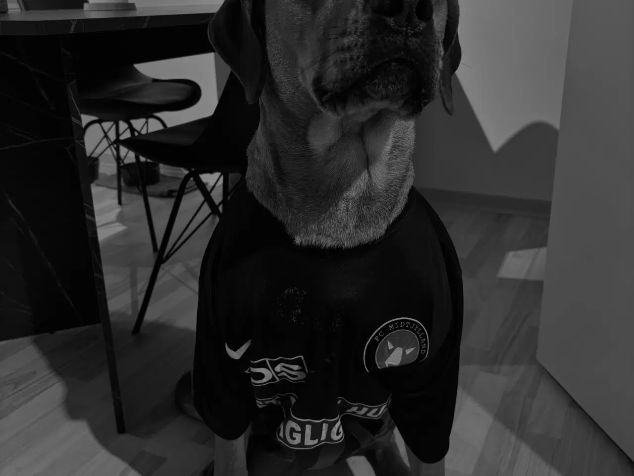 Billede 3 - Blandings hund sælges 