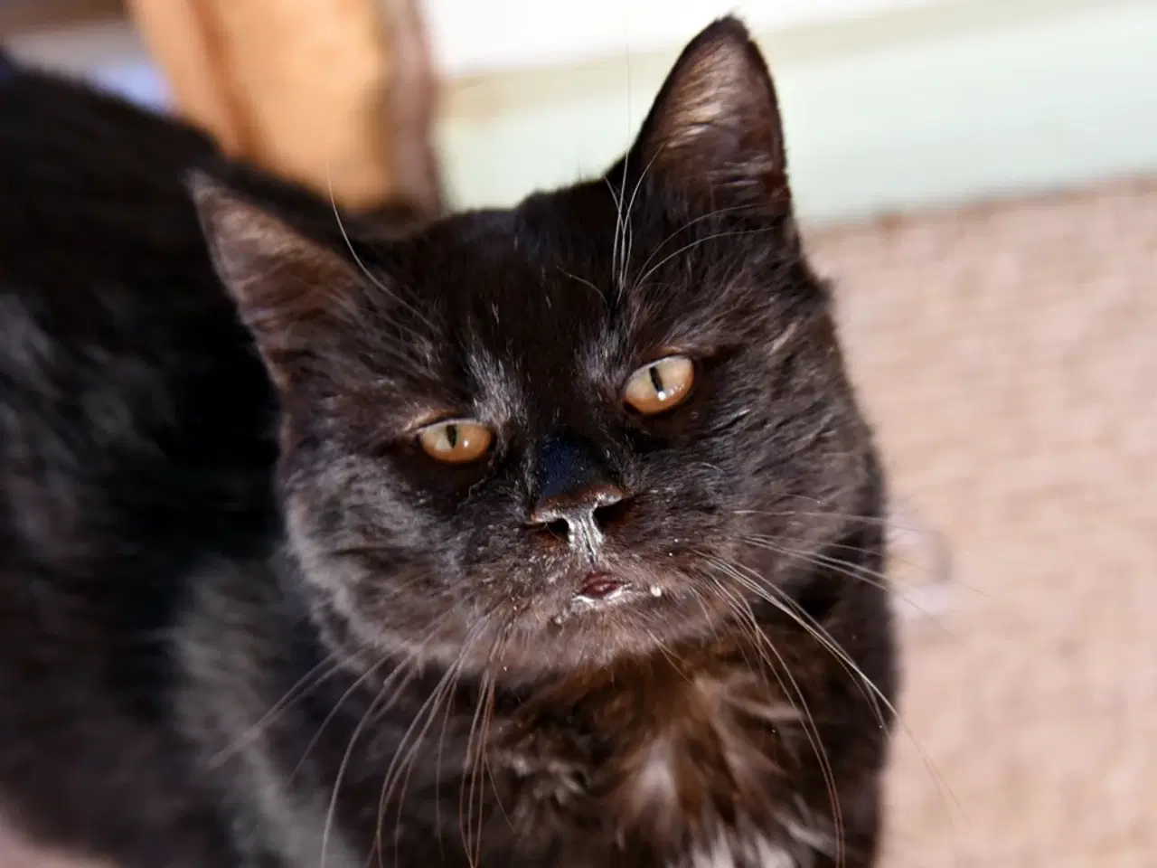 Billede 8 - British Bombay male cat