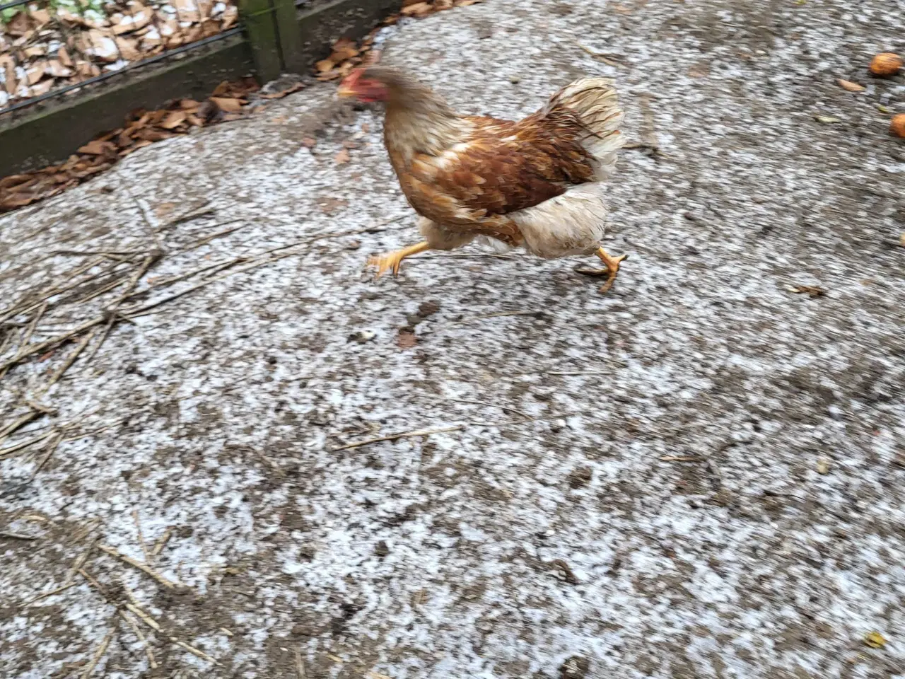 Billede 3 - Wyandotte høner