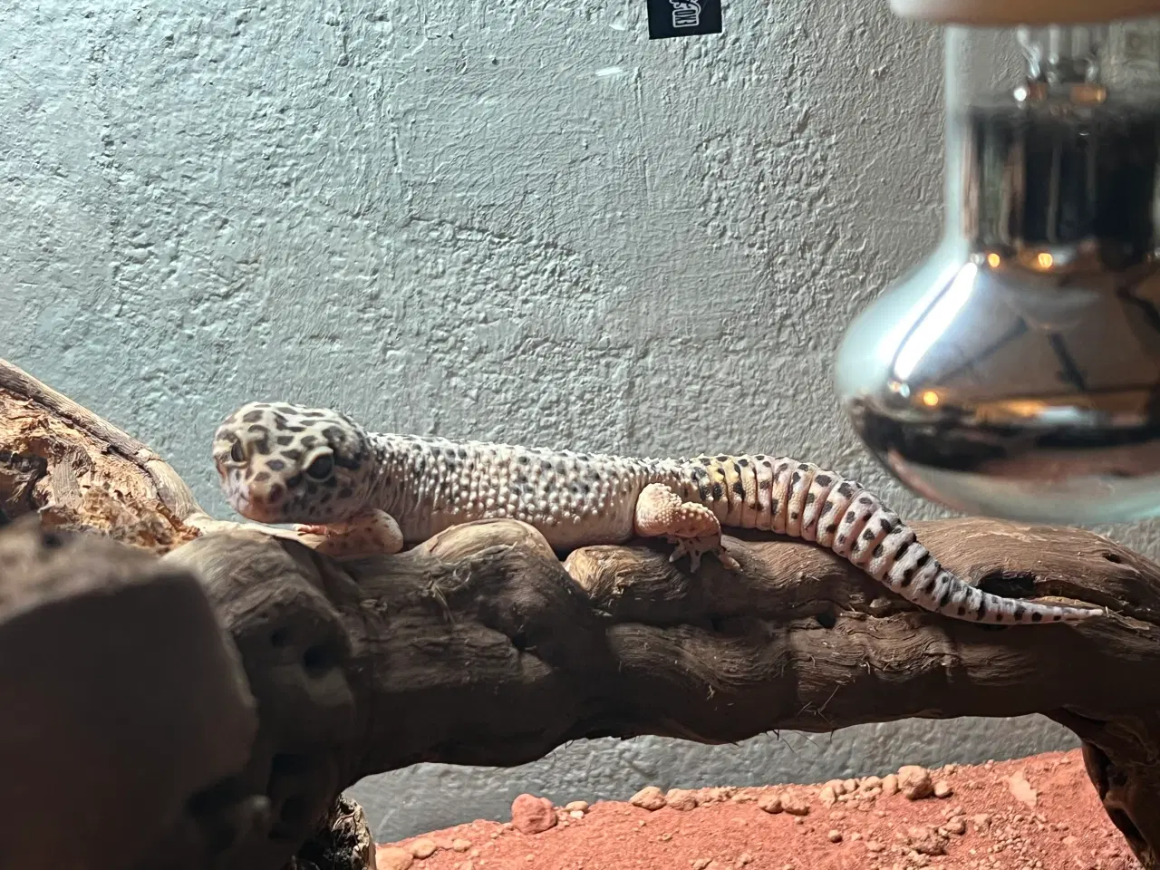 Billede 2 - Leopardgekko, han, med terrarie