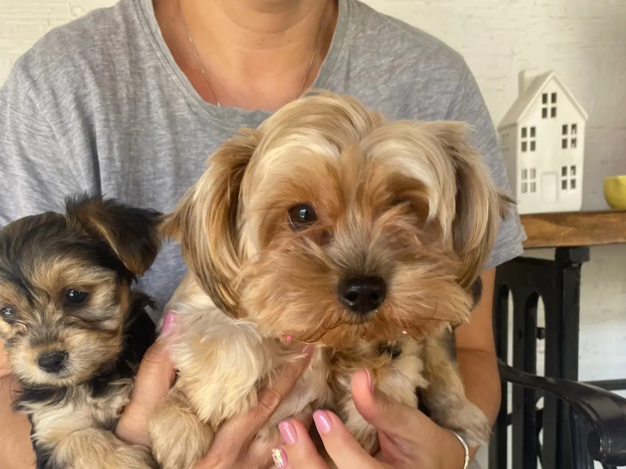 Billede 2 - Mini Yorkshire Terrier piger