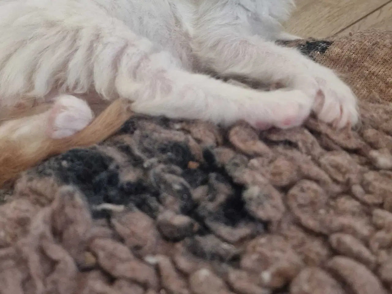 Billede 9 - Mainecoon killinger 