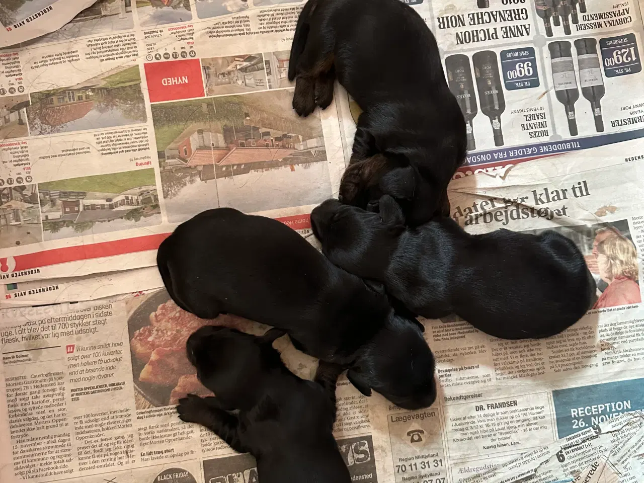 Billede 3 - Langhåret gravhund