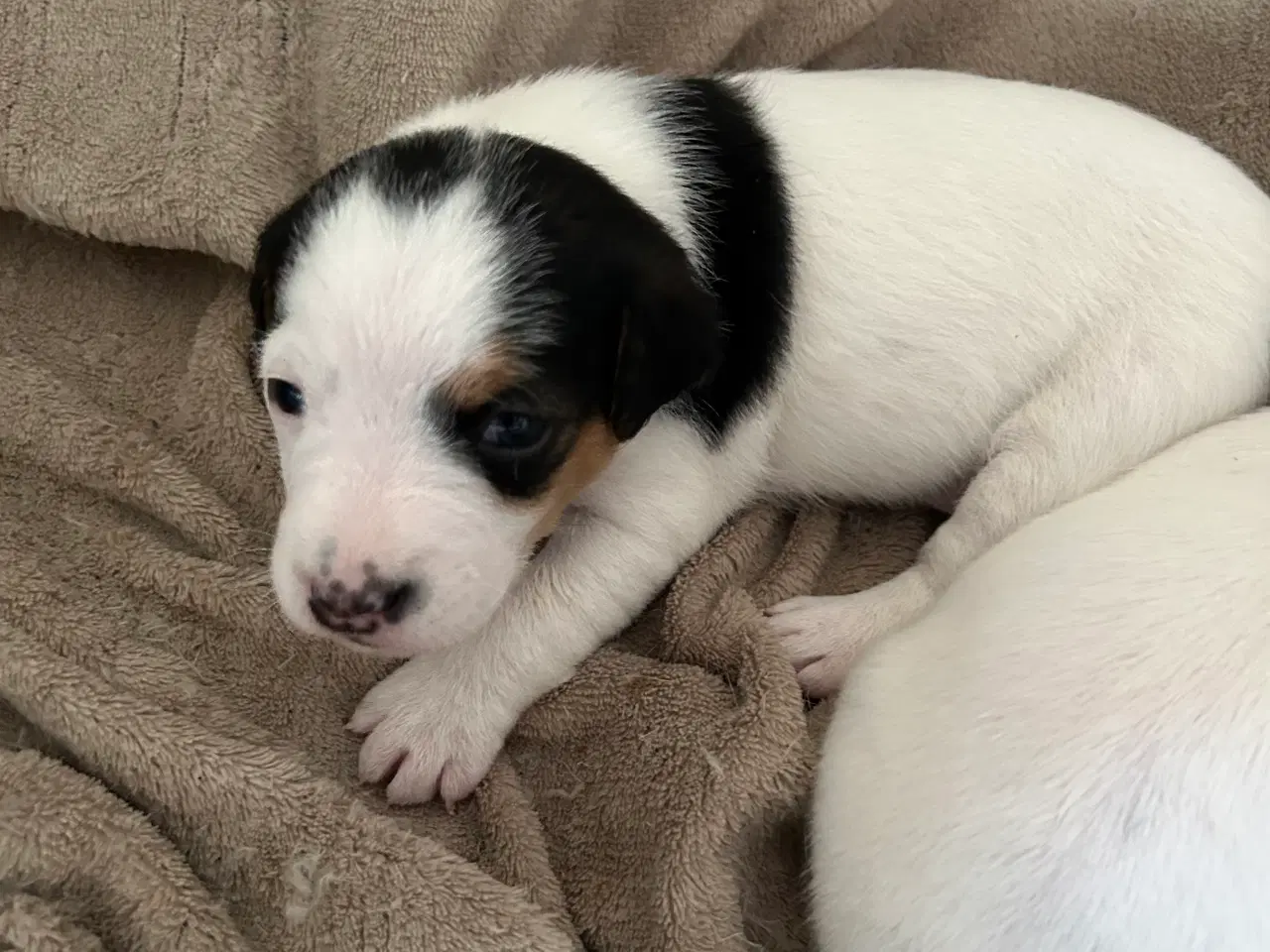 Billede 3 - 4 dejlige Jack Russel hvalpe sælges 