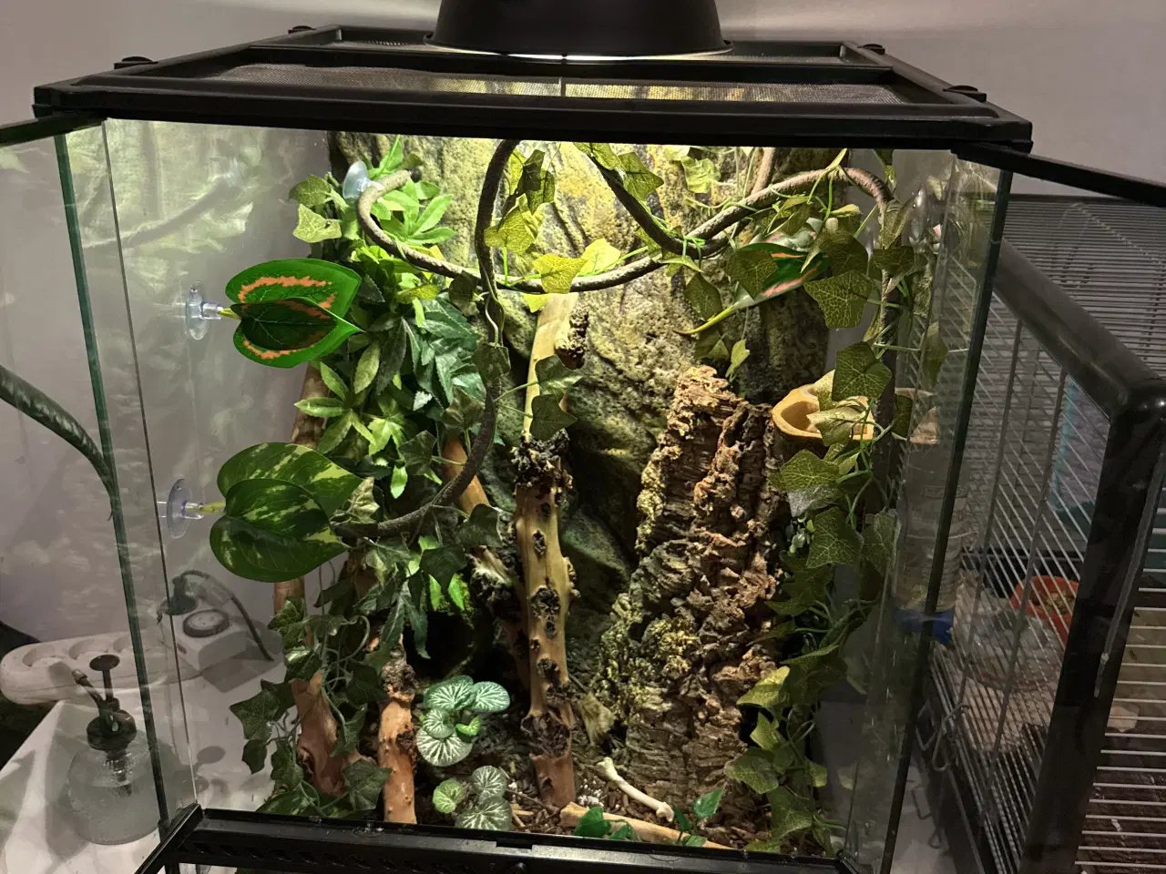 Billede 4 - daggekko