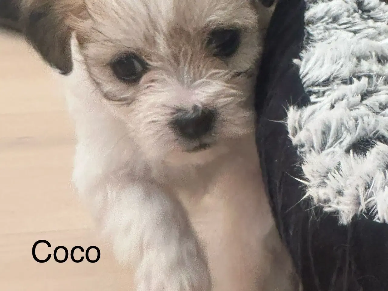 Billede 1 - Coco - Lhasa apso