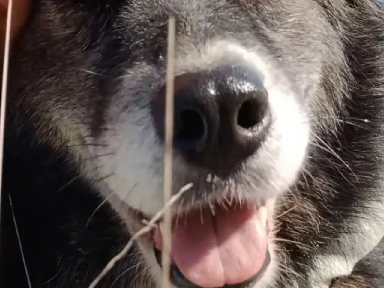 Billede 8 - Vidunderlige Viva søger sin helt egen familie 💝🫶