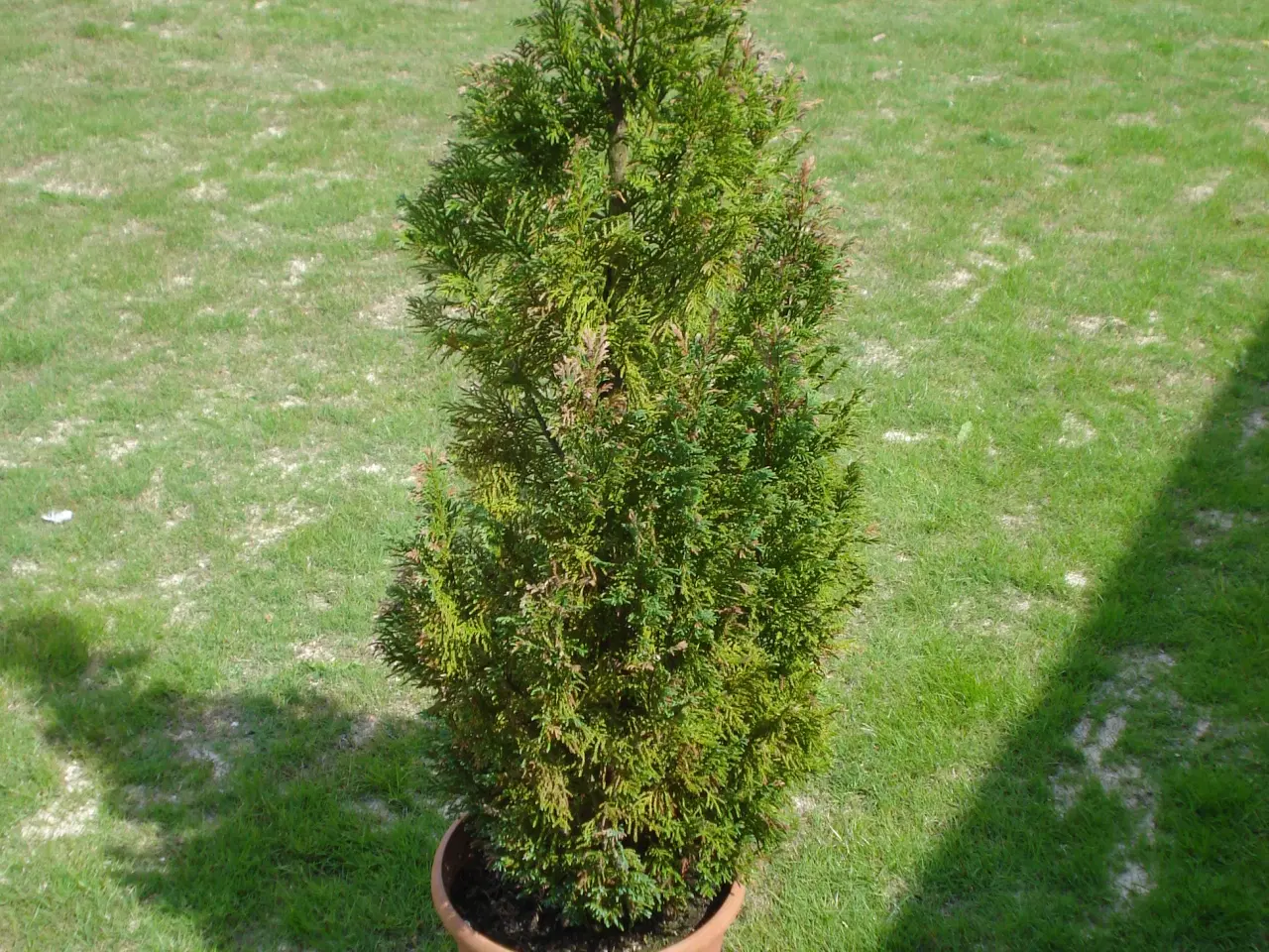 Billede 1 - gives væk  ca 140 cm høj incl potte