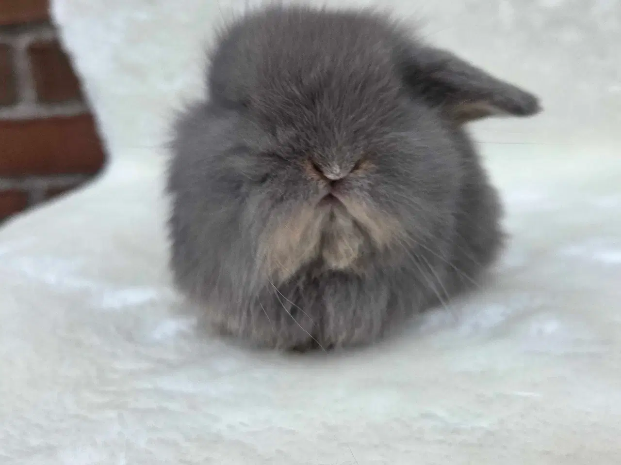 Billede 10 - Minilop / lionlop unger 