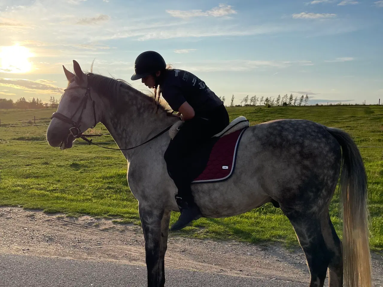 Billede 1 - Hest sælges 
