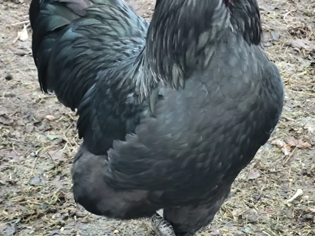 Billede 3 - Haner Australorp, Hane Australorp/Barnevelder