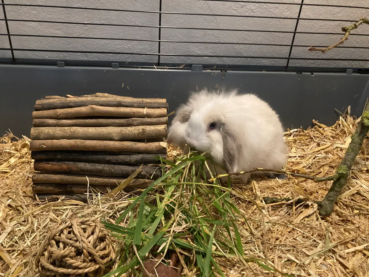 Billede 4 - Søde lille Fie på 9 uger er nu flytteklar