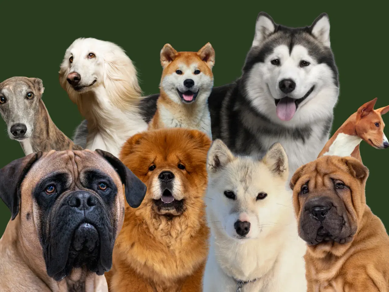 Billede 1 - SØGER hund