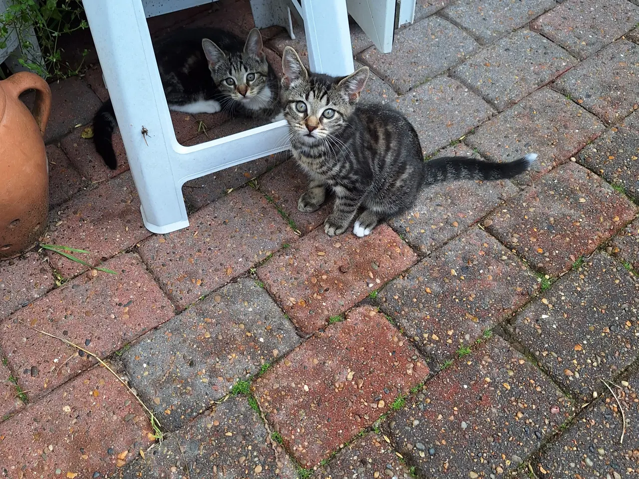 Billede 4 - 21 uger killing