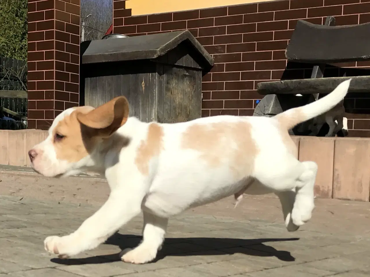 Billede 5 - Beagle dreng
