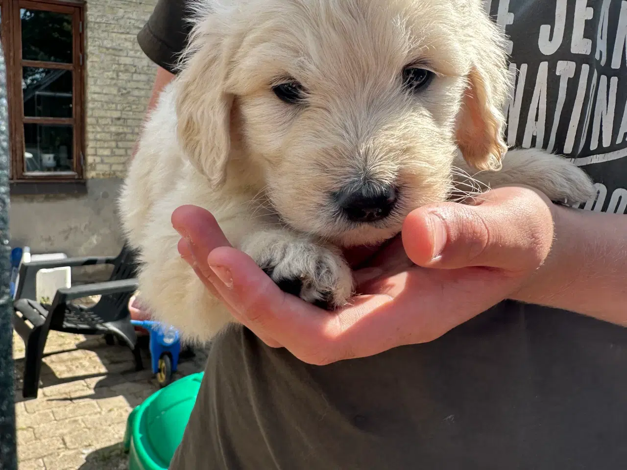 Billede 1 - Golden Doodle 
