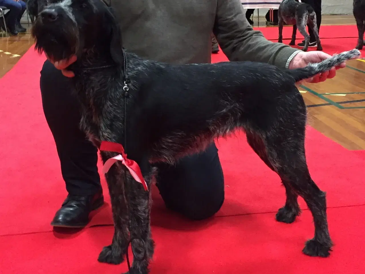 Billede 5 - Rulaber ( Labrador-Ruhåret hønsehund )