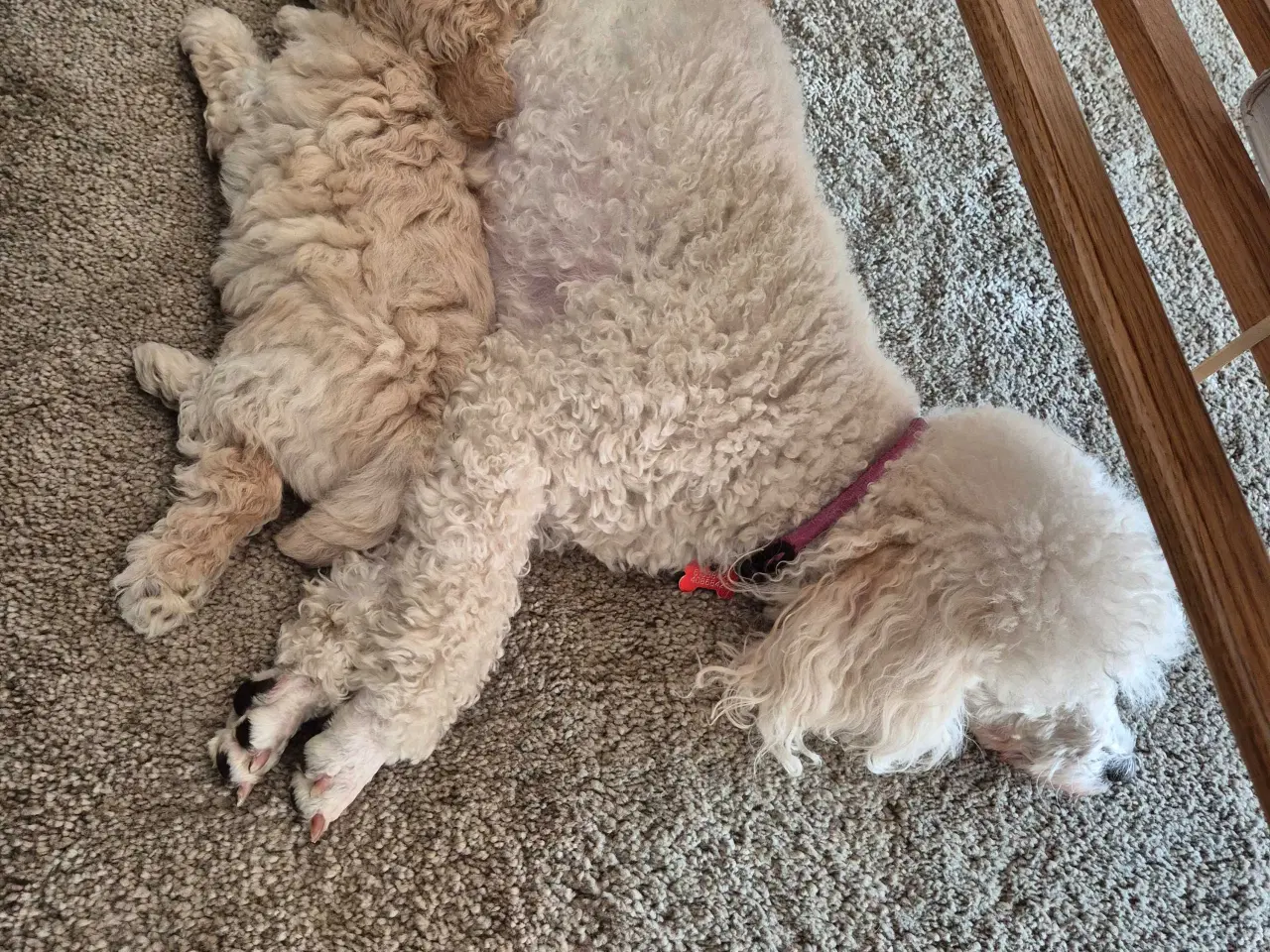 Billede 4 - Den skønneste dværgpuddel 