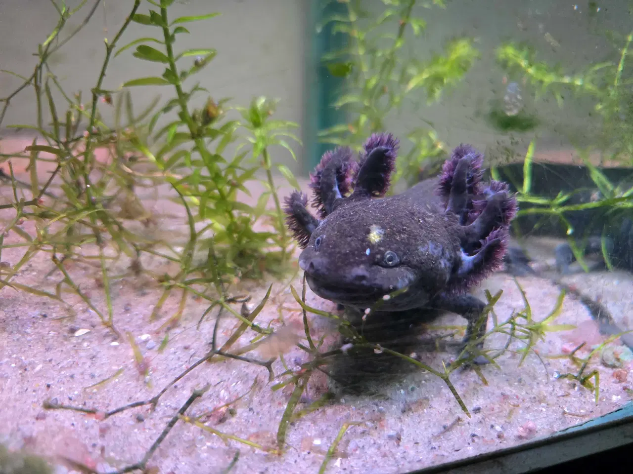 Billede 1 - Sjældne voksne axolotler 