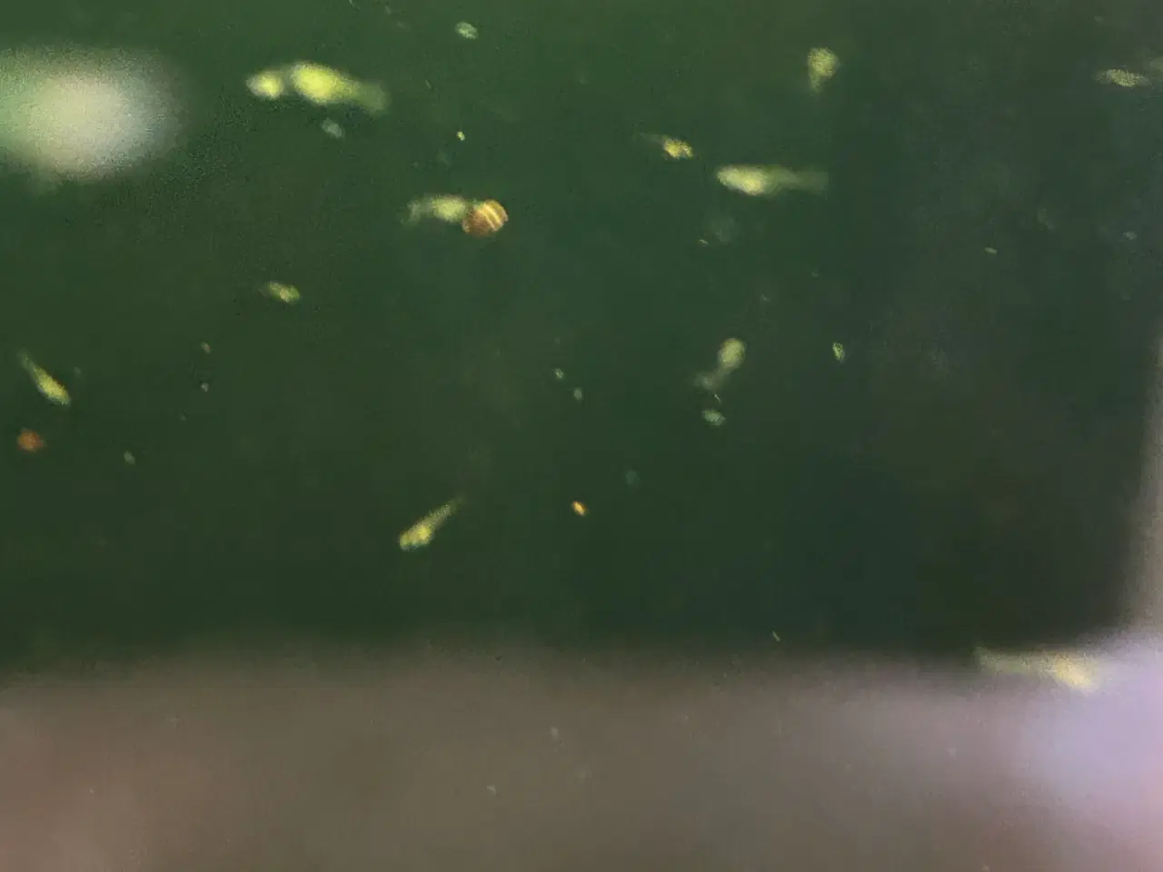 Billede 2 - ❤️🐟 Rednose Dumbo Guppy – Smuk Kontrast (unger)