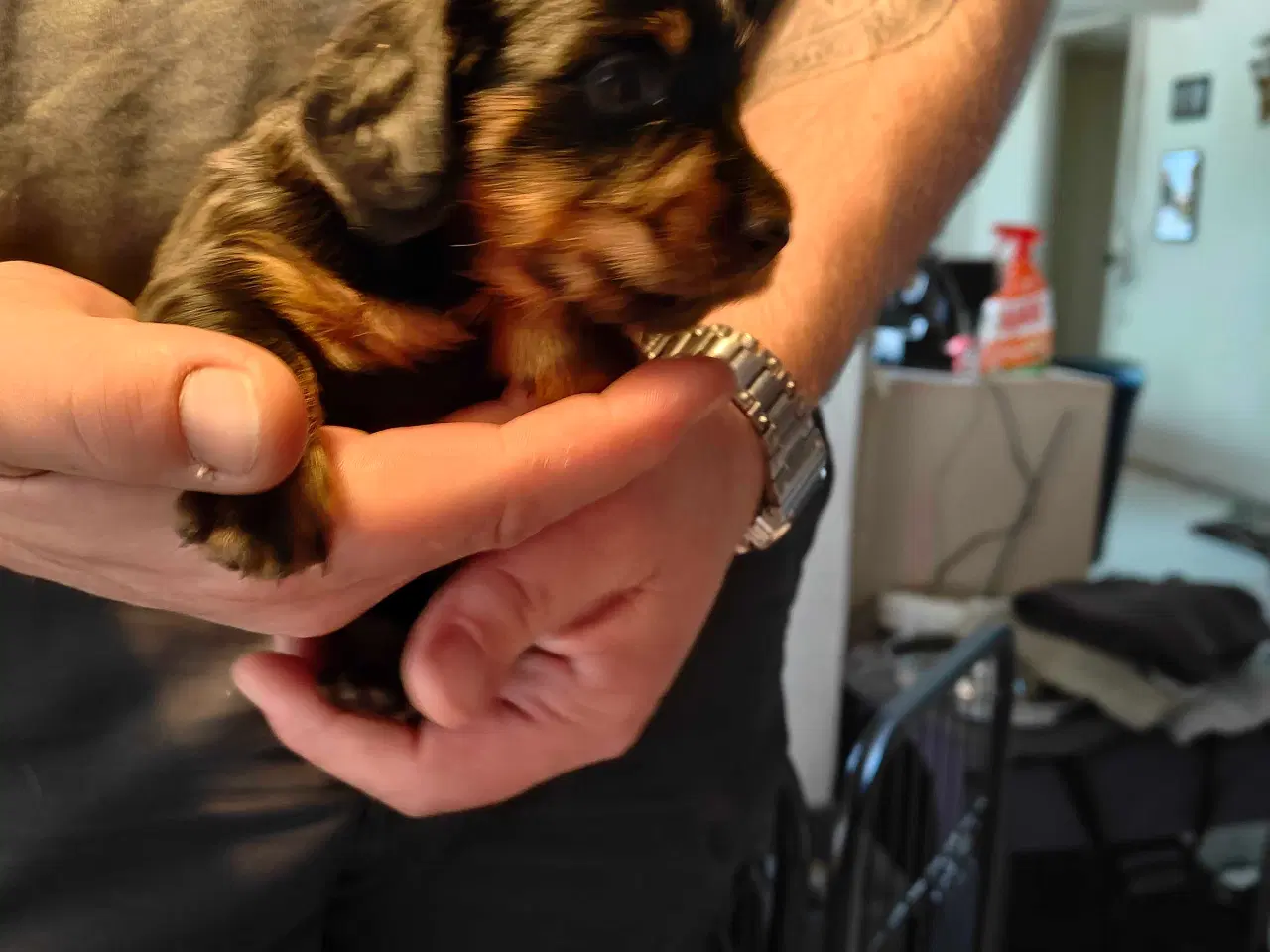 Billede 6 - Langhåret dværg gravhund 