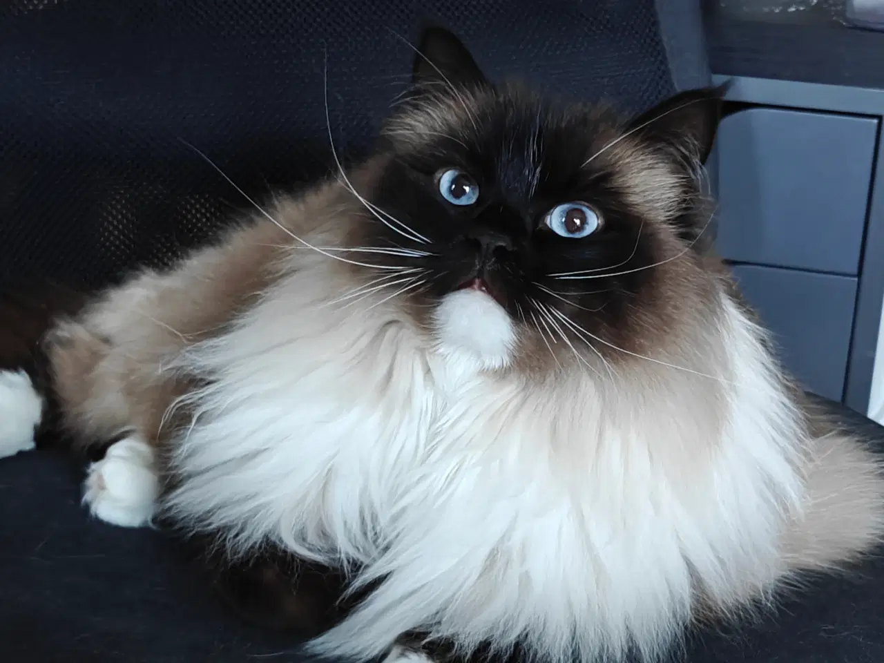 Billede 1 - Skøn Ragdoll 