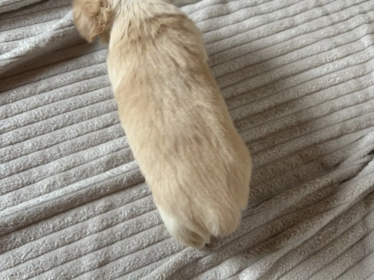 Billede 8 - hunde valpe