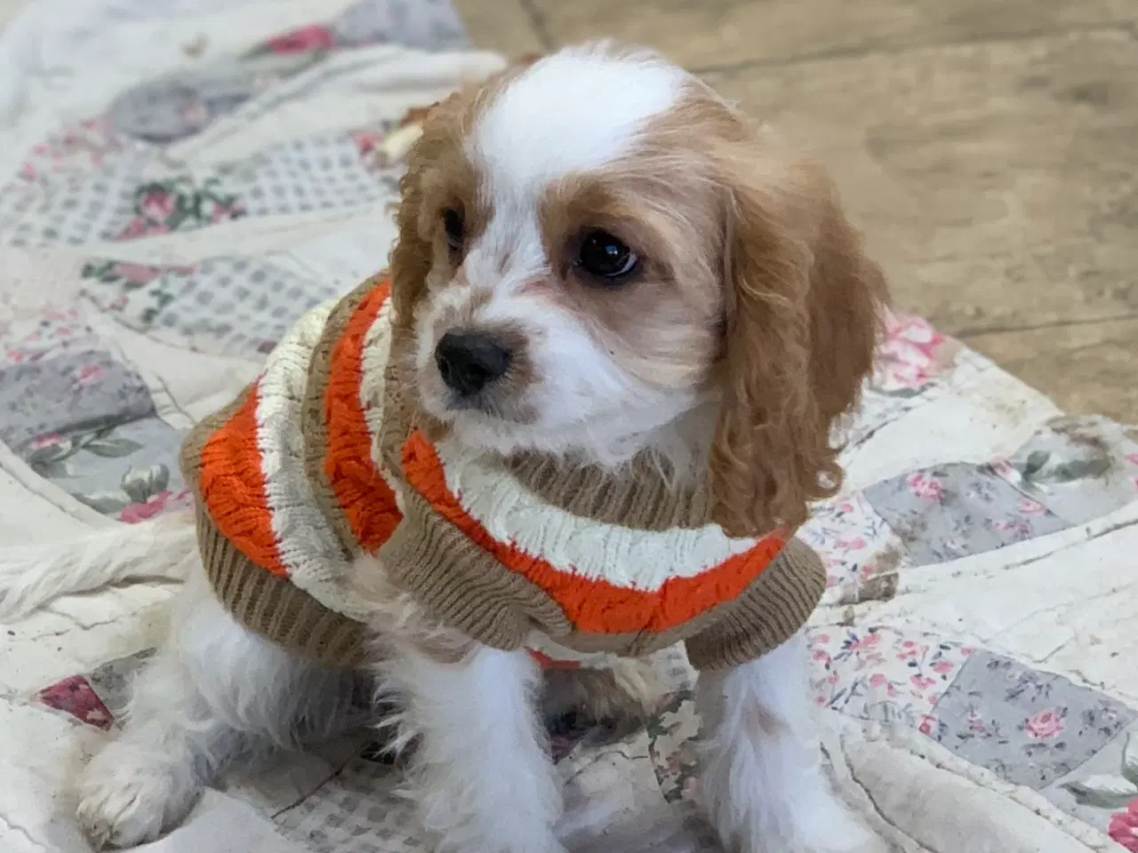 Billede 1 - Den yndigste cavapoo dreng er rejseklar 