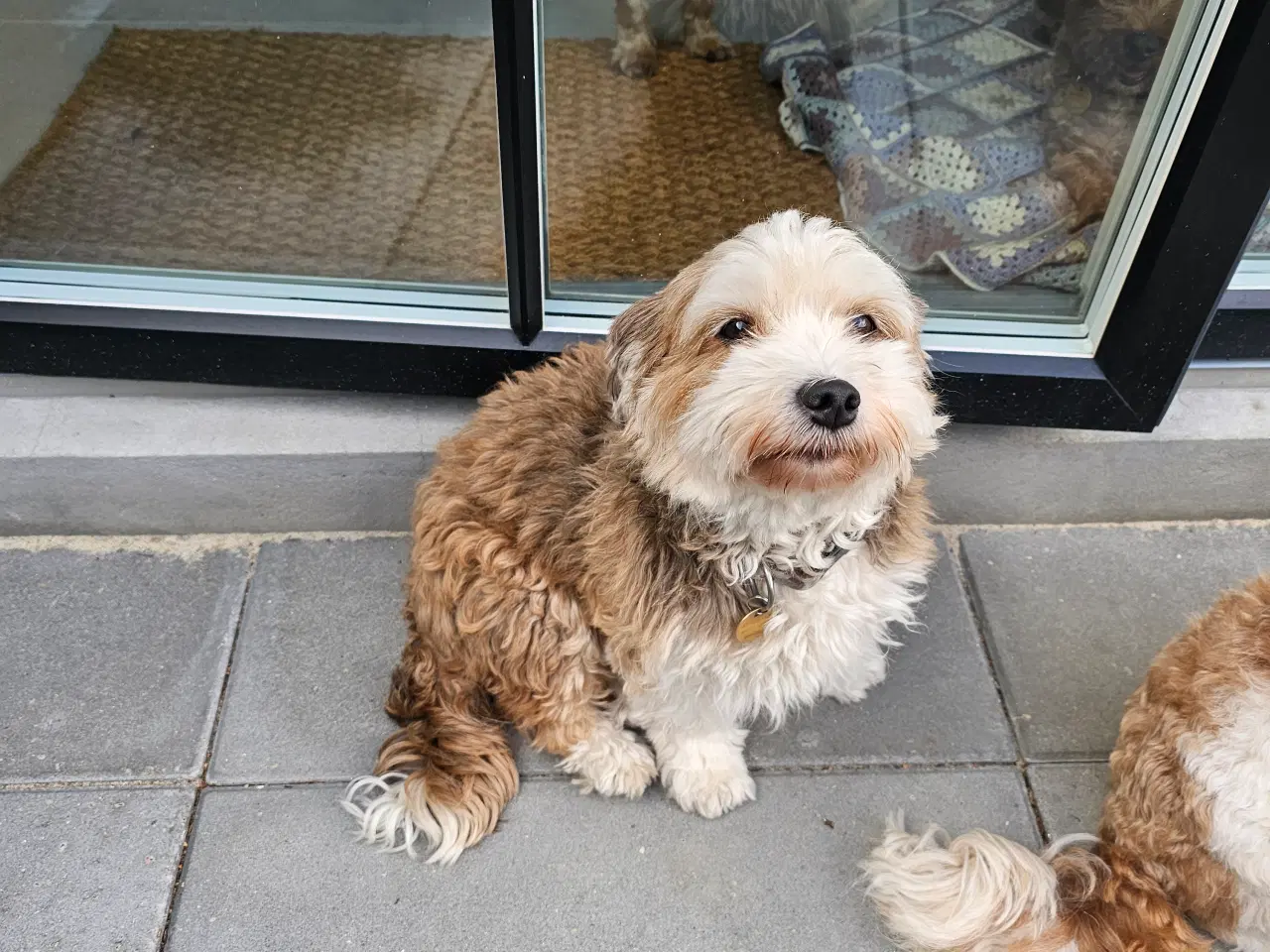Billede 7 - Ægte Bichon havanais pige 