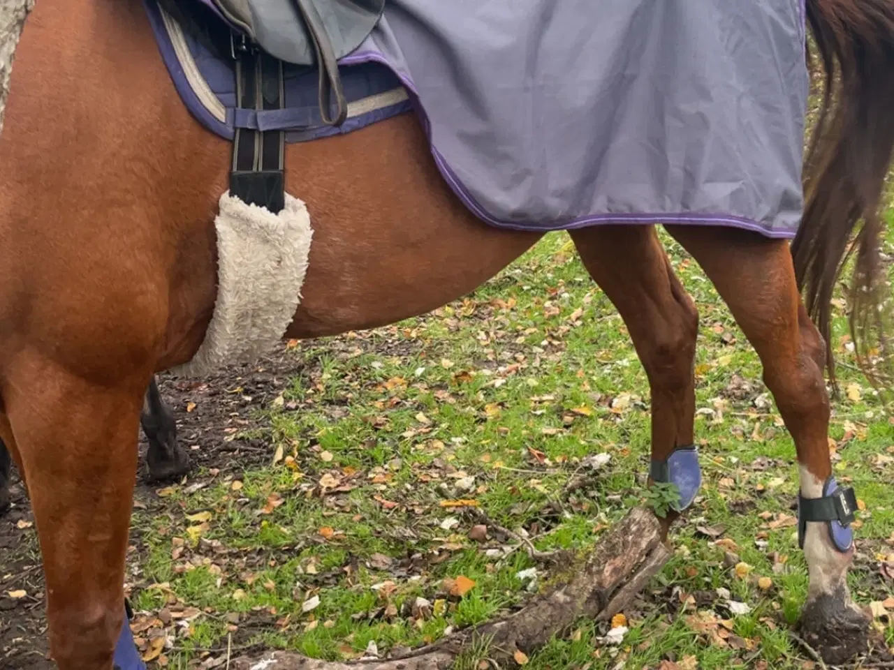 Billede 1 - Springsæt med lændedækken