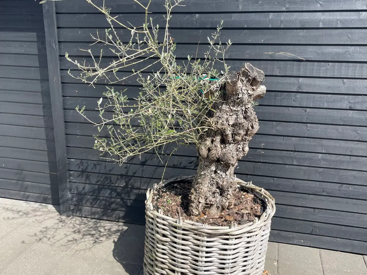 Billede 1 - Oliventræer