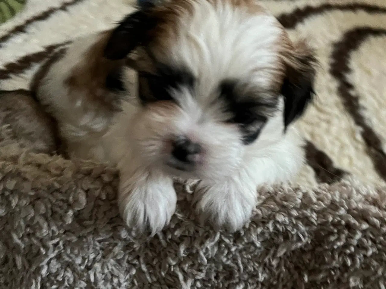 Billede 9 - Shih Tzu / Malteser Hvalpe