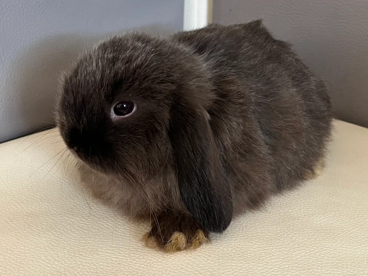 Billede 14 - Minilop