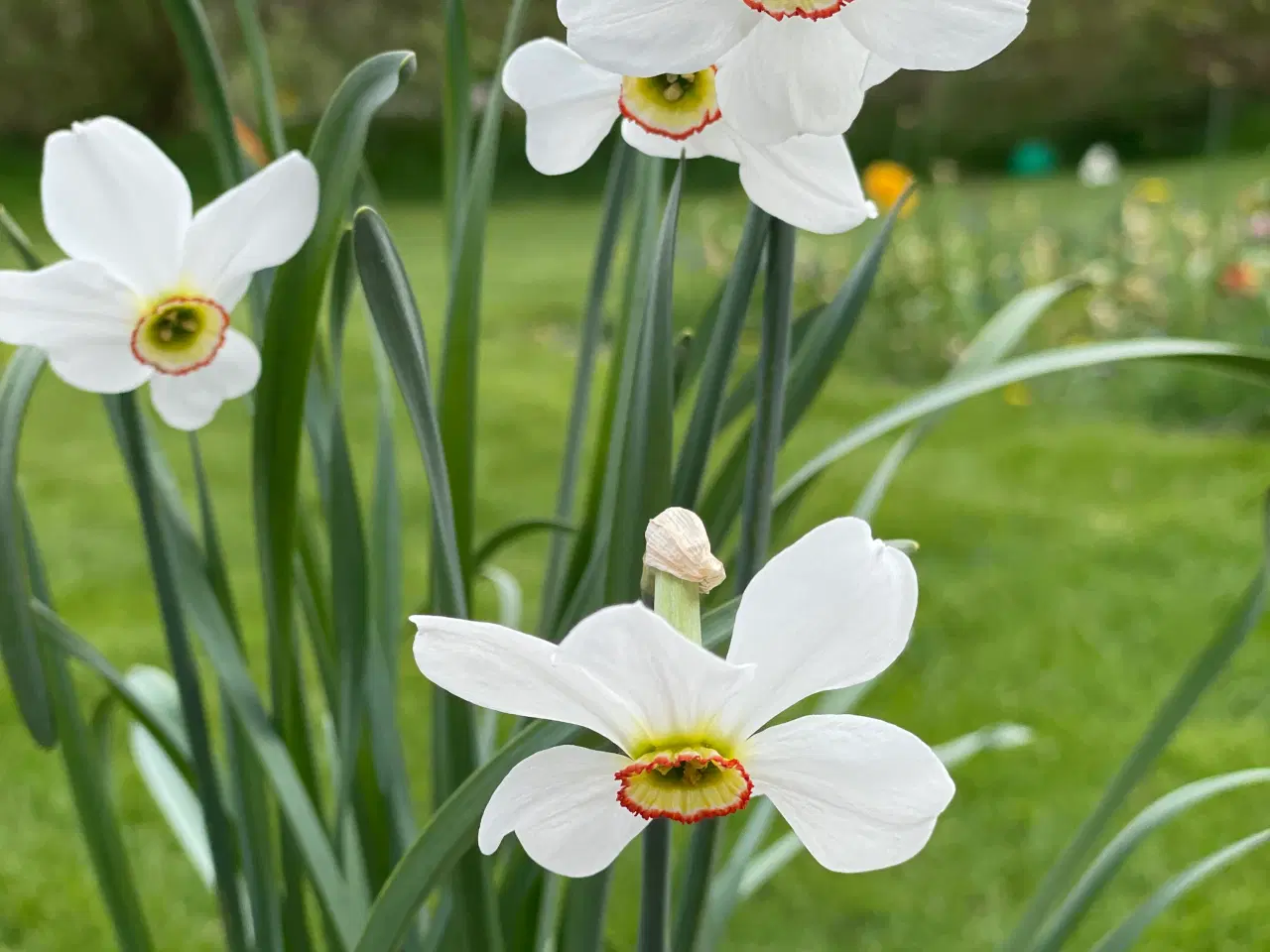 Billede 3 - Ægte Gammeldags Pinseliljer - Blomsterløg.