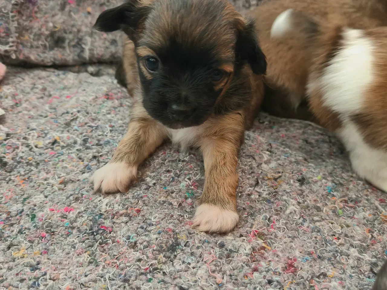 Billede 2 - Langhårede Chihuahua hvalpe 
