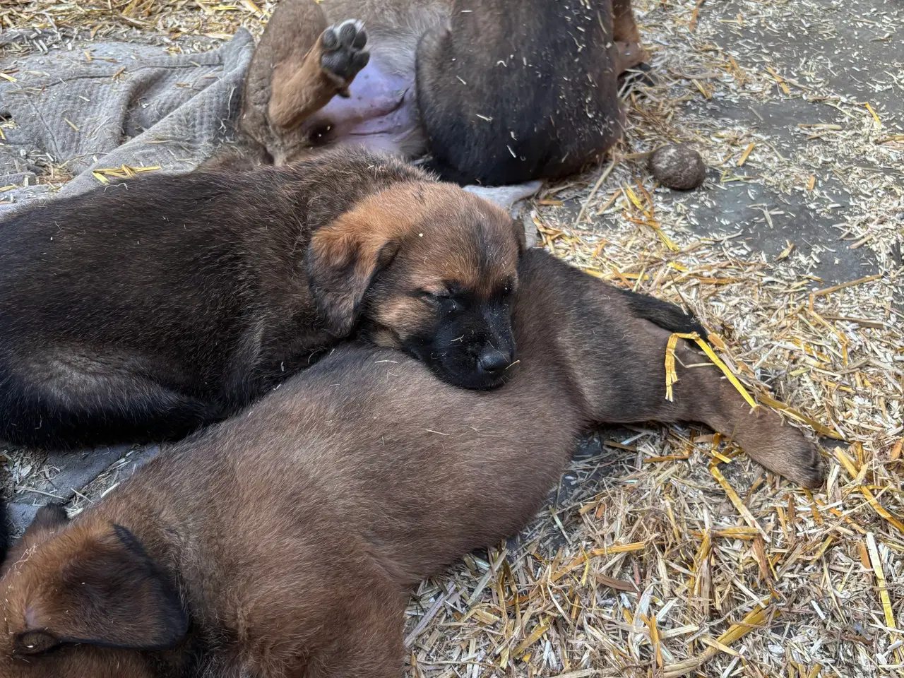 Billede 1 - Labrador blandningshvalpe