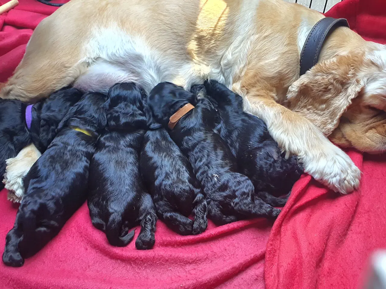 Billede 8 - Amerikansk cocker spaniel valper født 10 juni til 