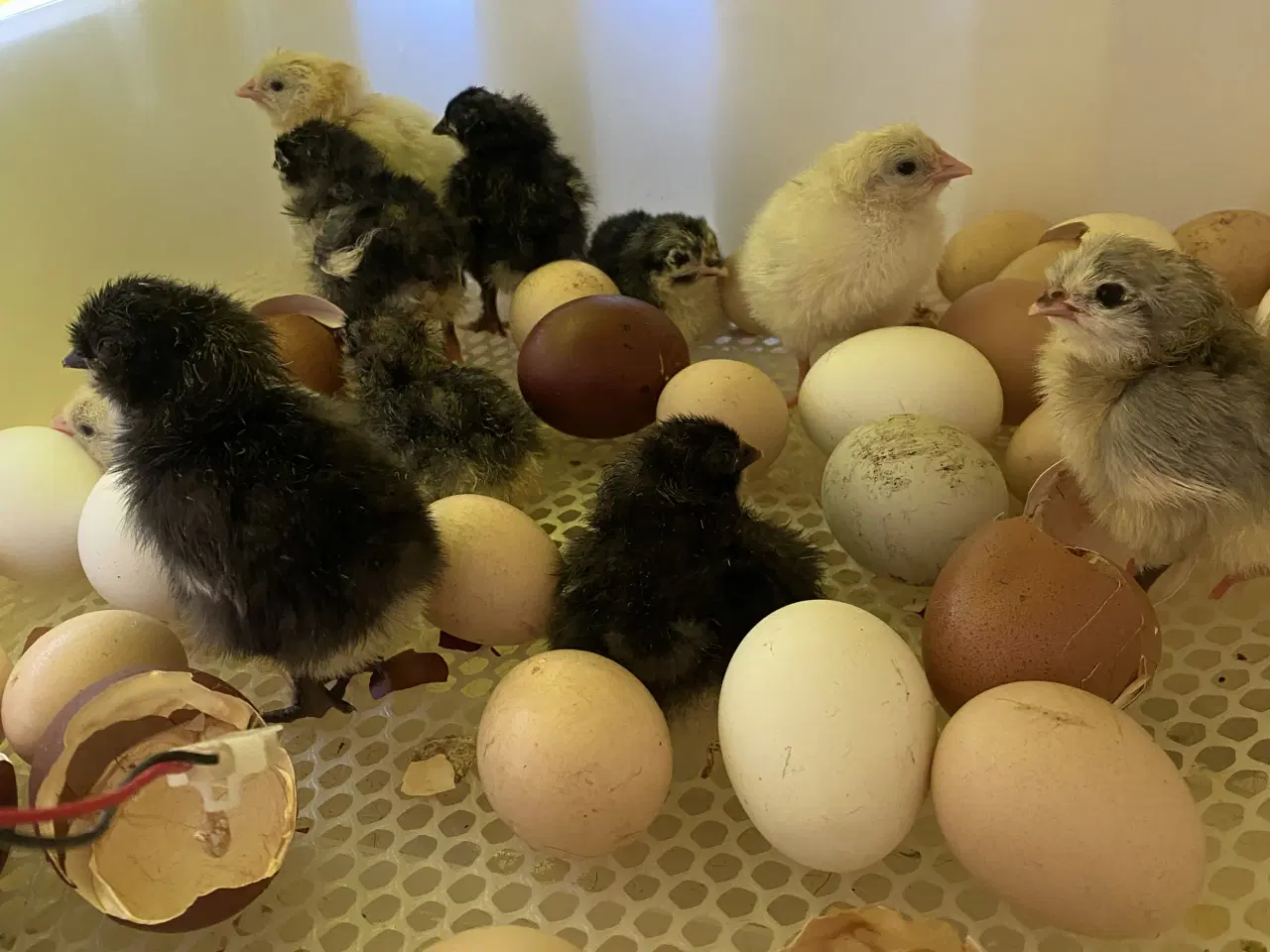 Billede 4 - Rugeæg i mange farver fra blandet hønseflok