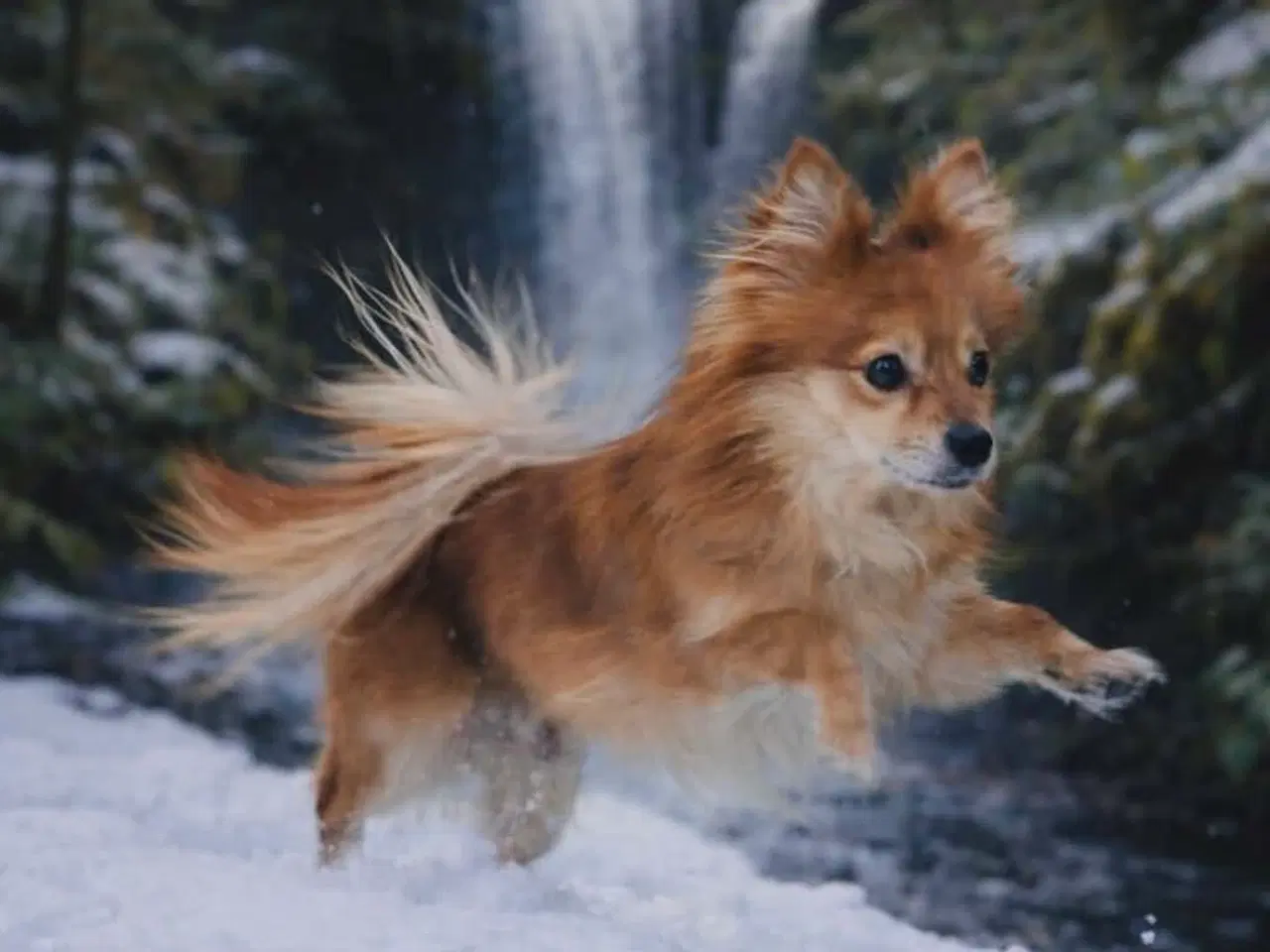 Billede 3 - Pomeranian bl.