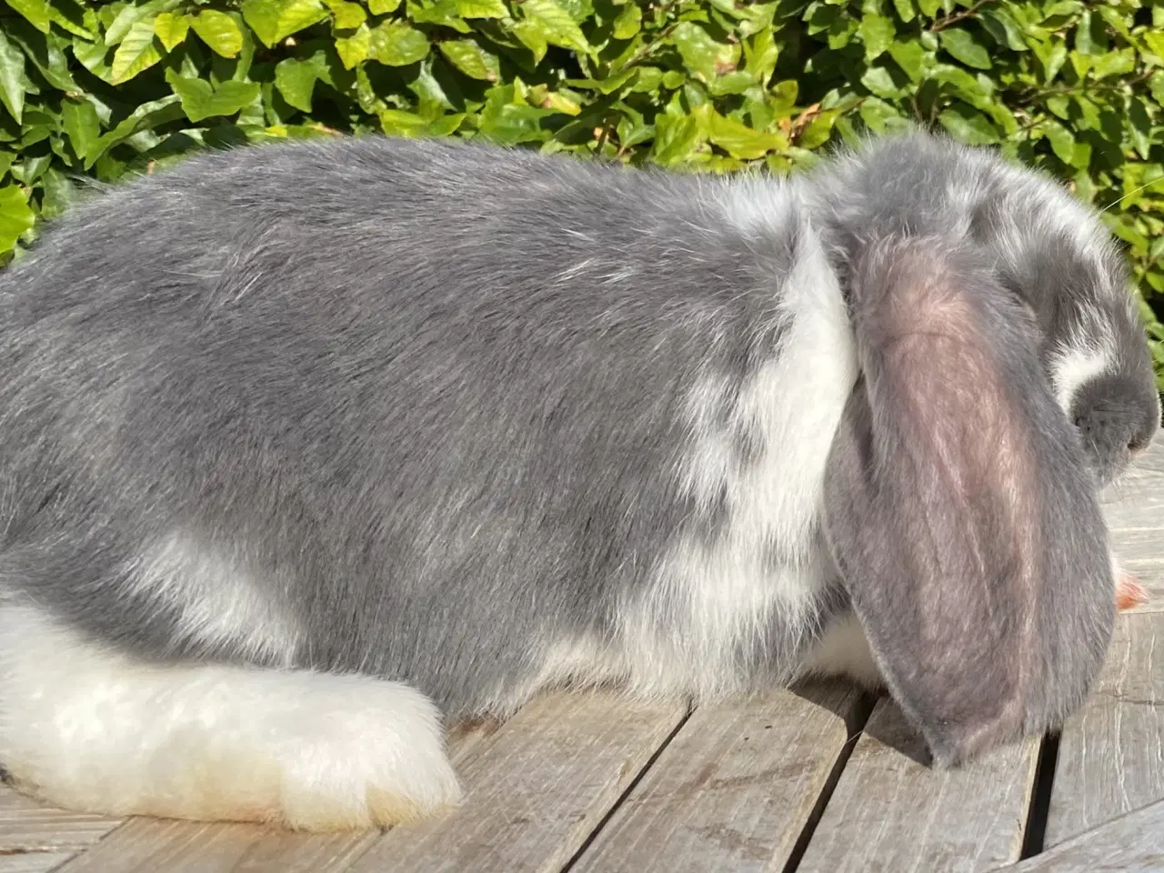 Billede 5 - FRANSK VÆDDER HUN BLÅ KAPPETEGNET