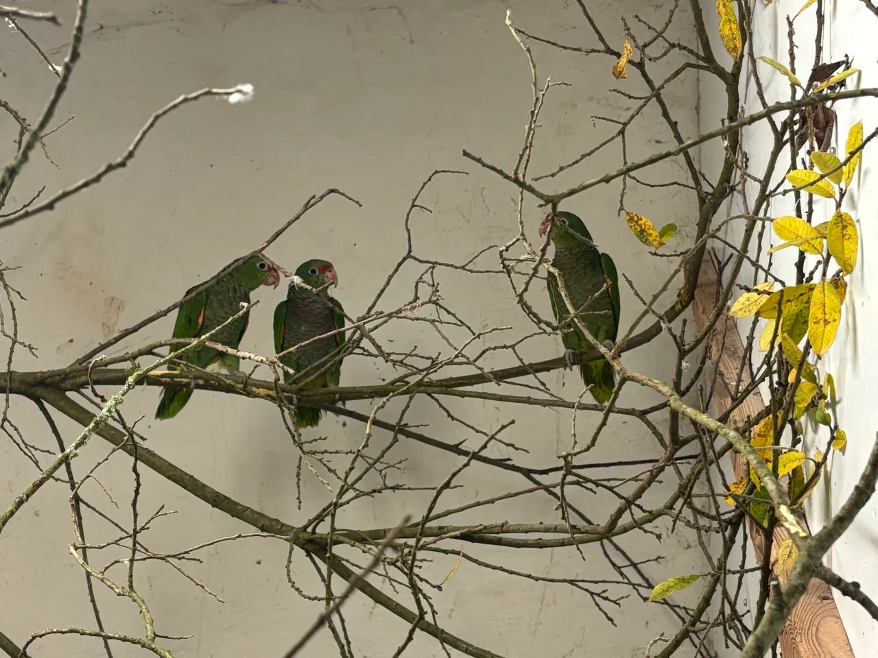 Billede 1 - Vinrød Amazonpapegøjer