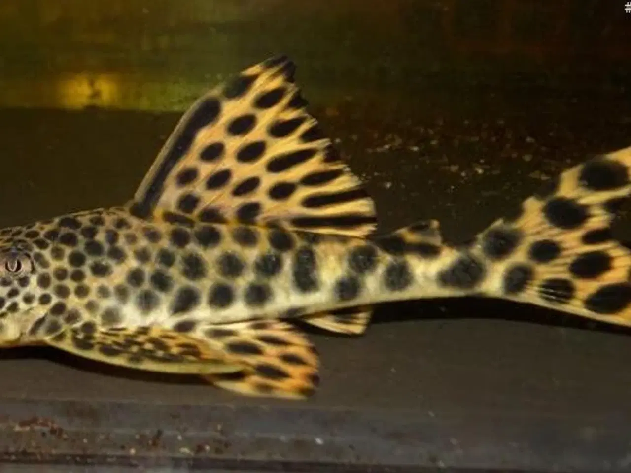 Billede 4 - Peckoltia sabaji L075