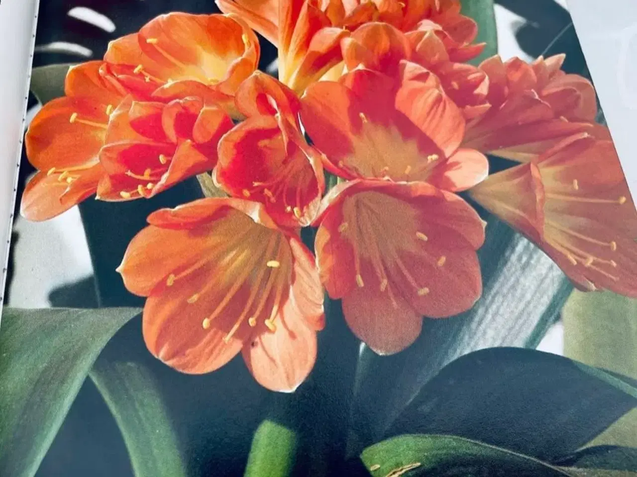 Billede 3 - Stueplanter bo bedre 