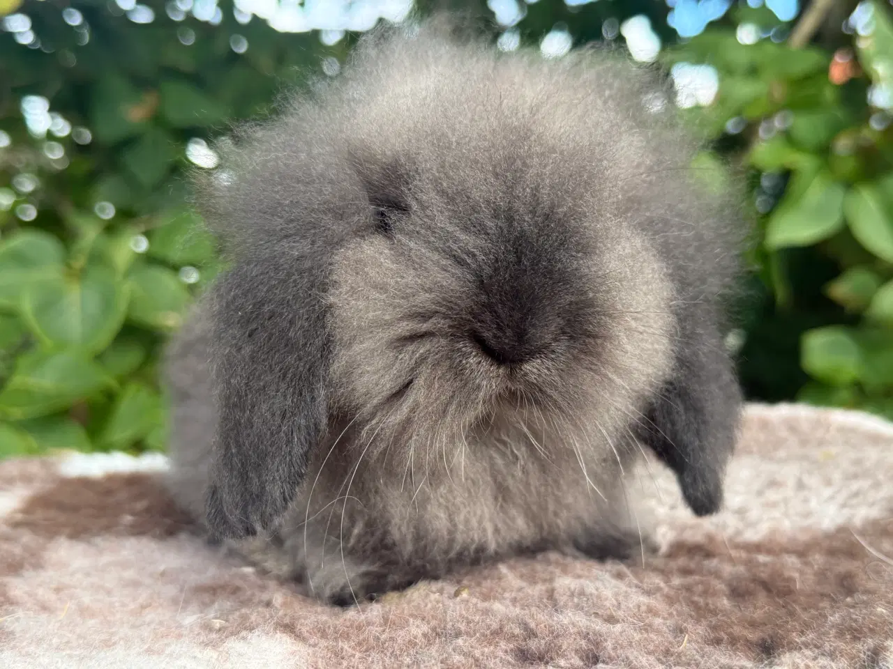 Billede 2 - Mini lion lop